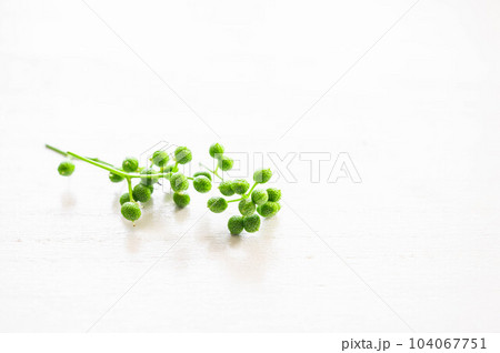 山椒の実 104067751