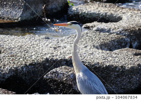 獲物を狙う青鷺　アオサギ 104067834