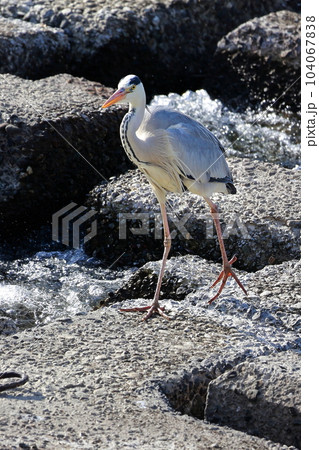 獲物を狙う青鷺 アオサギ 獲物を狙う青鷺 アオサギ 104067838