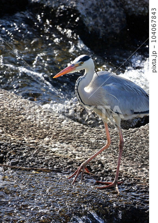 獲物を狙う青鷺　アオサギ 104067843
