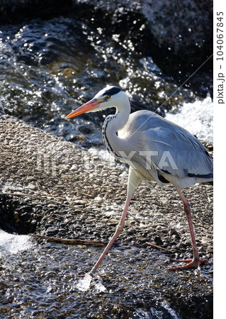 獲物を狙う青鷺　アオサギ 104067845