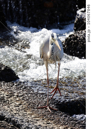 獲物を狙う青鷺　アオサギ 104067846