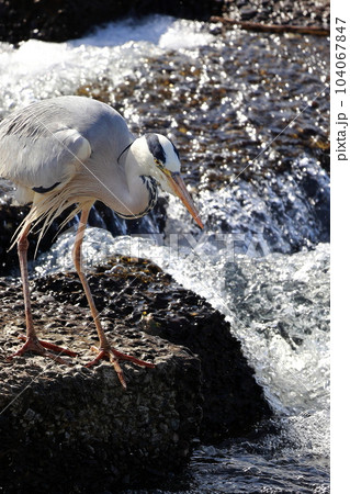 獲物を狙う青鷺　アオサギ 104067847