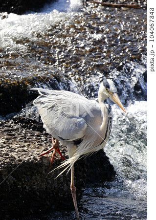 獲物を狙う青鷺 アオサギ 獲物を狙う青鷺 アオサギ 104067848