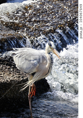 獲物を狙う青鷺 アオサギ 獲物を狙う青鷺 アオサギ 104067849