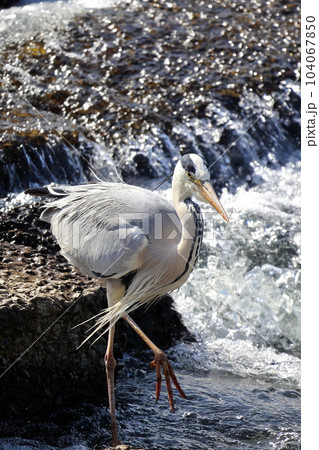 獲物を狙う青鷺 アオサギ 獲物を狙う青鷺 アオサギ 104067850