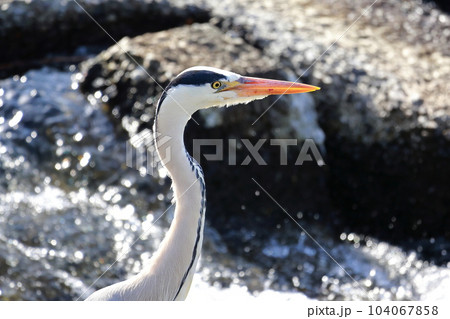 獲物を狙う青鷺 アオサギ 獲物を狙う青鷺 アオサギ 104067858