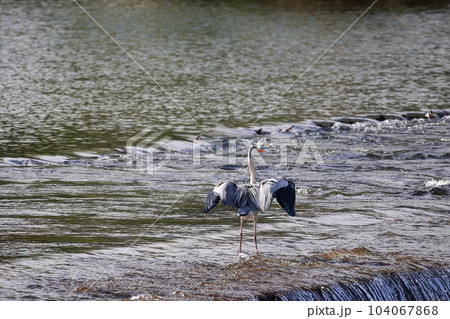 獲物を狙う青鷺 アオサギ 獲物を狙う青鷺 アオサギ 104067868