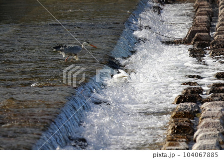 獲物を狙う青鷺　アオサギ 104067885