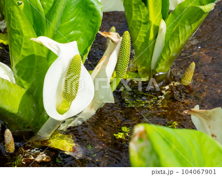 尾瀬ヶ原の水芭蕉2 104067901