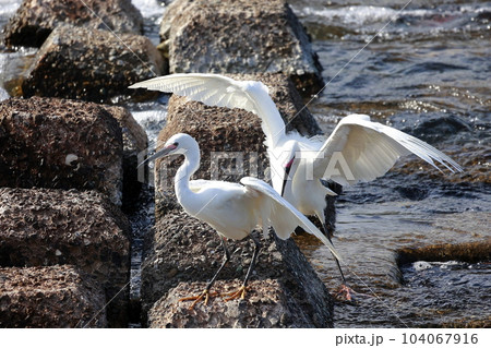 獲物を狙う白鷺 104067916