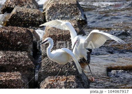 獲物を狙う白鷺 104067917