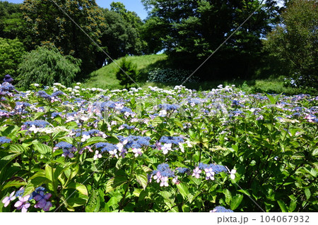 荻窪公園のアジサイ 荻窪公園のアジサイ 104067932