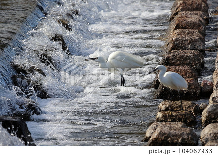 獲物を狙う白鷺 104067933