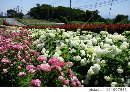 荻窪公園のアジサイ 104067948
