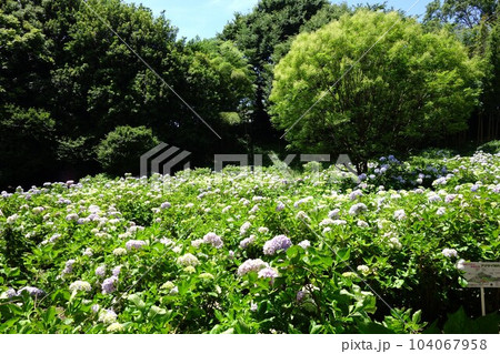 荻窪公園のアジサイ 荻窪公園のアジサイ 104067958