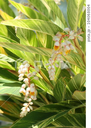 キフゲットウ、初夏の沖縄の花 夏風景 キフゲットウ、初夏の沖縄の花 夏風景 104068004