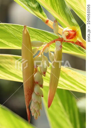 キフゲットウ、初夏の沖縄の花 夏風景 キフゲットウ、初夏の沖縄の花 夏風景 104068006