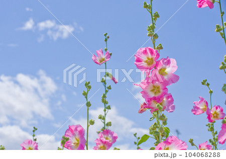 青空とピンクの立葵（タチアオイ）の花 104068288