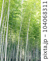静寂の中に佇む竹林 104068311