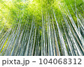 爽やかな風が通る竹林 104068312