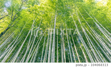 真直ぐに伸びた竹林 真直ぐに伸びた竹林 104068313