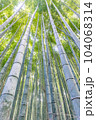 競うように伸びる竹たち 104068314