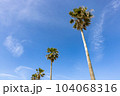 青空と江の島海岸のヤシ並木 104068316