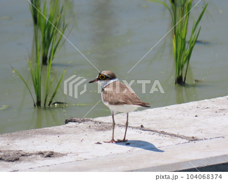 田んぼを見つめるコチドリ 104068374