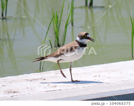 田んぼの周りを走り回るコチドリ 田んぼの周りを走り回るコチドリ 104068375
