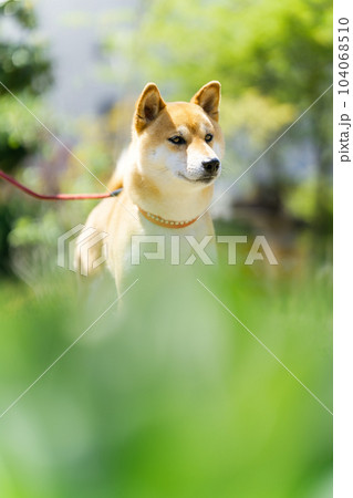 庭で遊ぶ柴犬 庭で遊ぶ柴犬 104068510