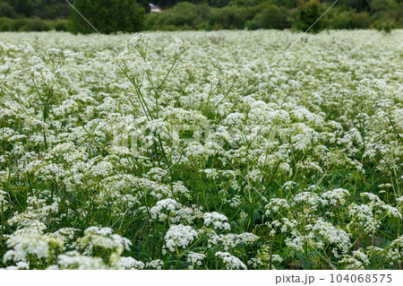 Achillea millefolium or common yarrow 104068575