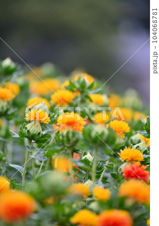 べに花畑　紅花　埼玉県桶川市 104068781