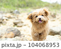 私もキャンプに連れてって 104068953