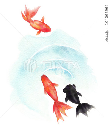 水面を泳ぐ赤い金魚と出目金 水面を泳ぐ赤い金魚と出目金 104068964