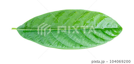 Avocado leaf isolated on white background with clipping path 104069200