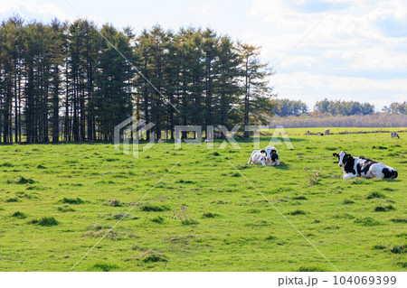 放牧されてのんびりする牛「秋の北海道」 104069399