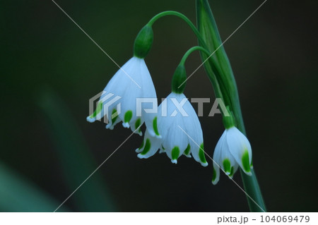 釣鐘状の白い花が下向きに咲く 104069479