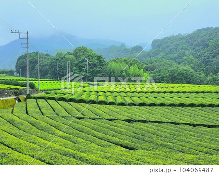 梅雨時の山里の茶畑 104069487