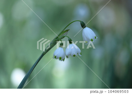 釣鐘状の白い花が下向きに咲く 104069503