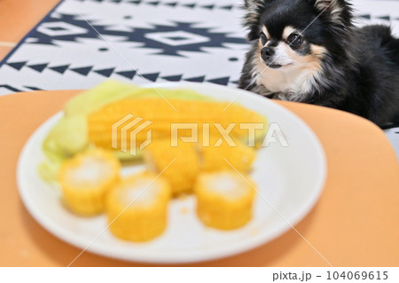 大好きなトウモロコシを見つめるチワワ 104069615