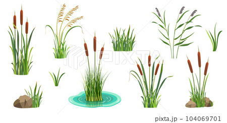 Reeds on white. Set of elements of tall marsh grass with cattail. Vector illustration of lake vegetation. River thickets 104069701