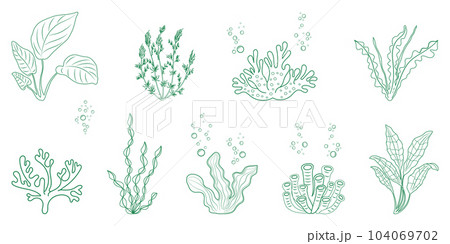 Seaweed linear illustration. Marine vegetation and corals in doodle style. Elements of alga for design. 104069702
