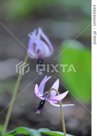 里山の妖精 104069864