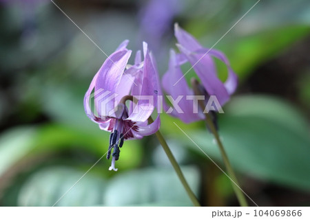 里山の妖精 里山の妖精 104069866