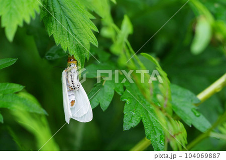 羽化直後のキアシドクガ 104069887