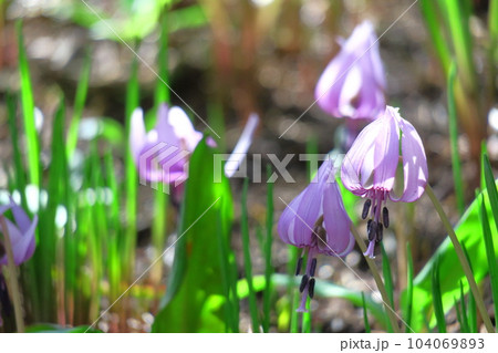 里山の妖精 里山の妖精 104069893