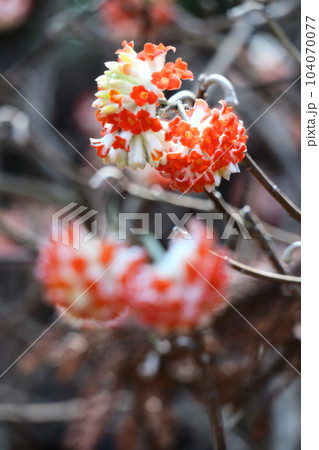 和紙の原料 和紙の原料 104070077