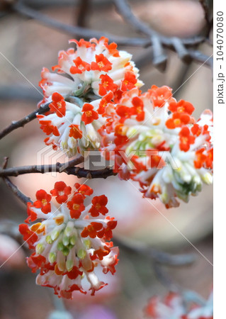 和紙の原料 和紙の原料 104070080