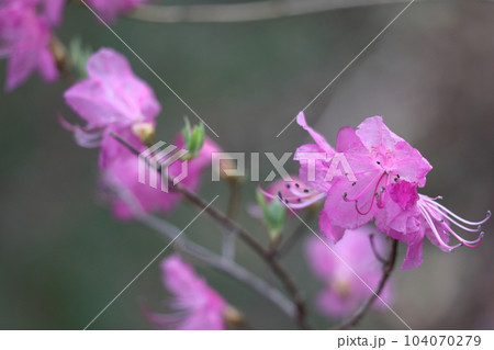 玄界灘に接する地域に自生 玄界灘に接する地域に自生 104070279
